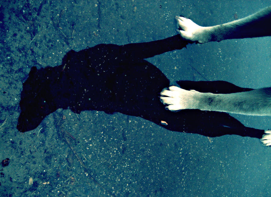 Dog shadow in the water by DiamondRWolf