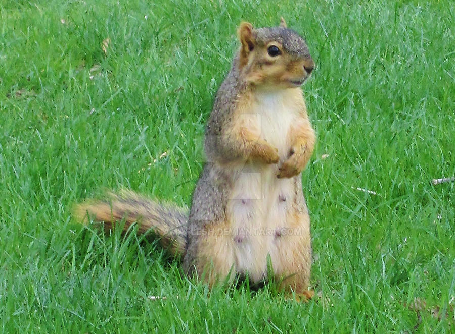 Pregnant Squirrels 112