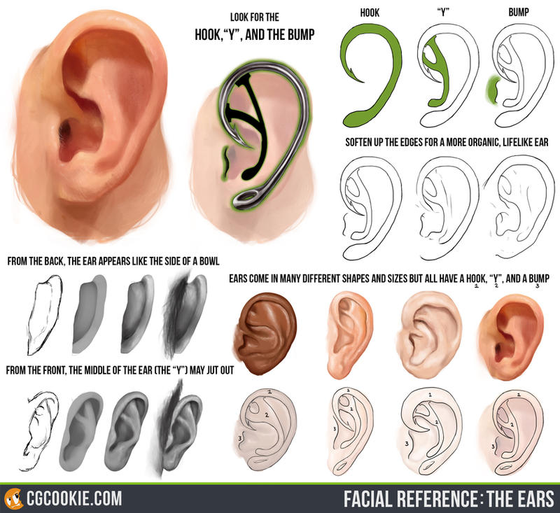 facial_reference__the_ears_by_cgcookie-d