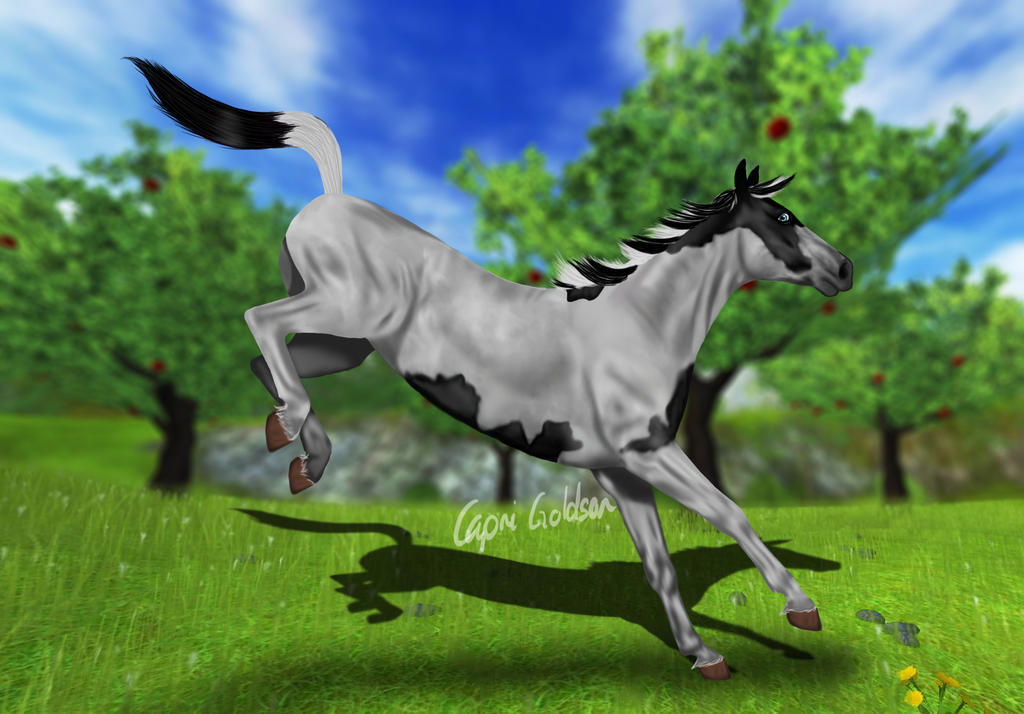 SSO American Paint Horse edit by LupusLynx