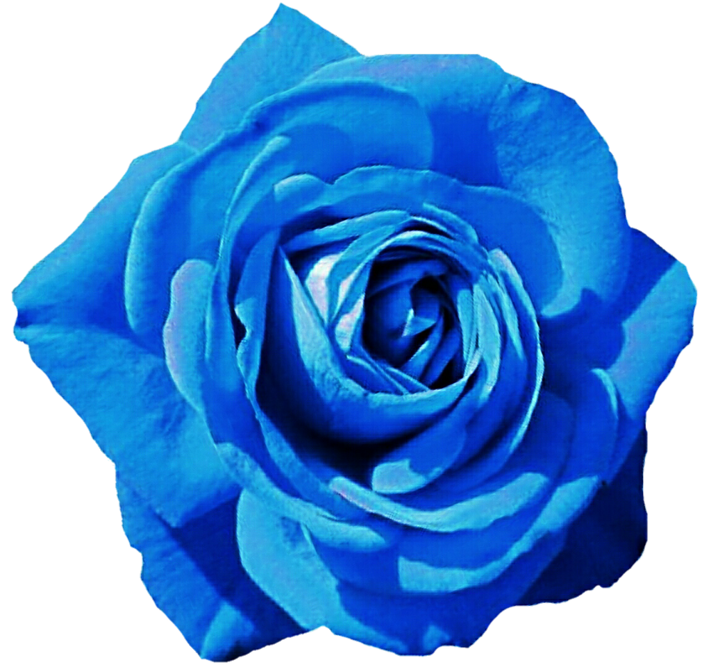 Sky Blue Rose by jeanicebartzen27 on DeviantArt