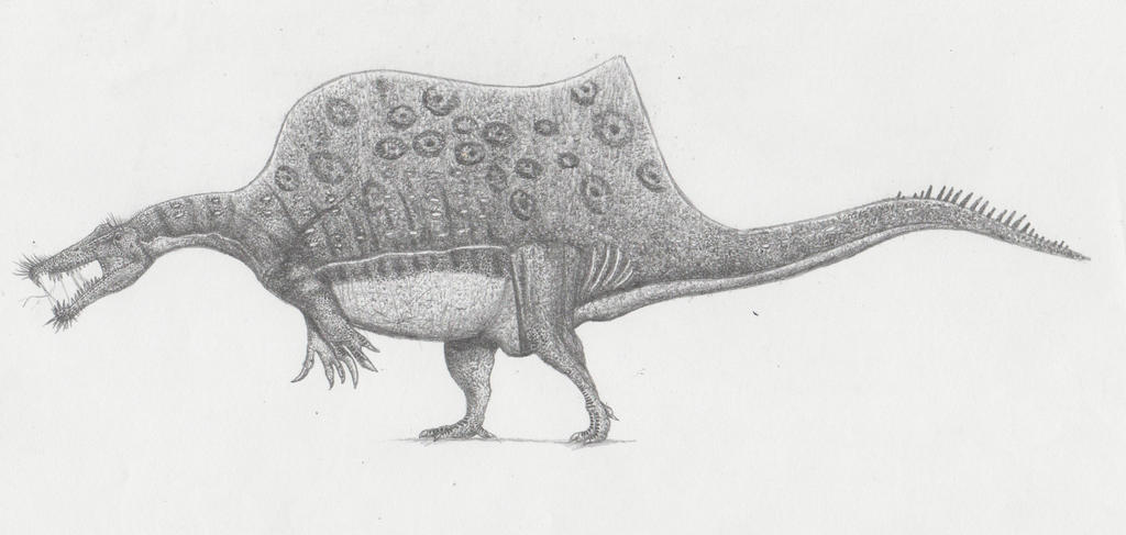 Credit to umm here: http://lythroa.deviantart.com/art/My-Definitive-Spinosaurus-aegyptiacus-2016-580874337
