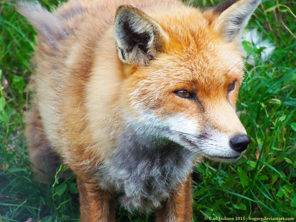 British Wildlife Centre - Red Fox by Fragsey on DeviantArt
