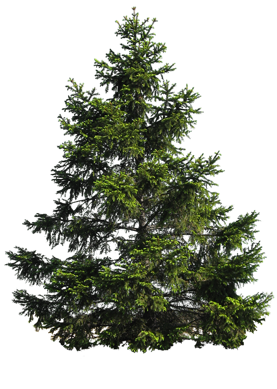 PINE TREE PNG by Moonglowlilly on DeviantArt